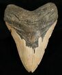 Bargain Megalodon Shark Tooth #6659-1